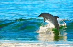 Delfino che salta fuori dalle onde.