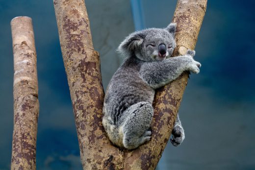 Koala abbracciato ad un albero